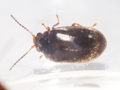 Contacyphon coarctatus